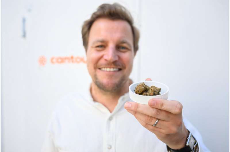 Philip Schetter, PDG de Cantourage, montre un échantillon de fleurs de cannabis de la production de l'entreprise. Philip Schetter, PDG de Cantourage, montre un échantillon de fleurs de cannabis de la production de l'entreprise