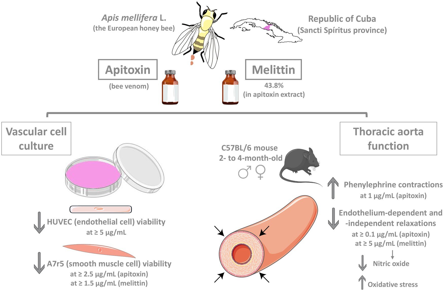 Effets du venin d'abeille sur le système vasculaire démontré