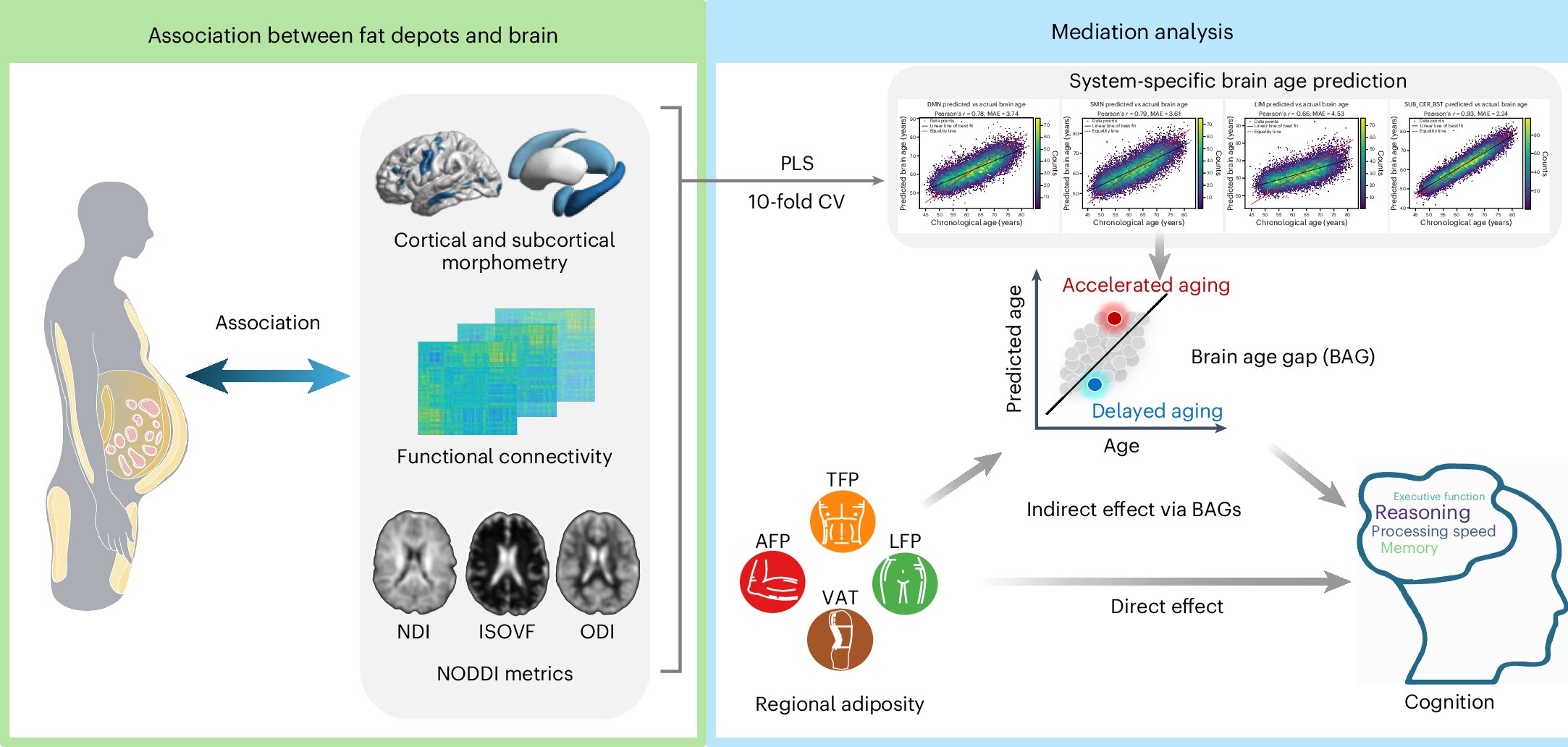 L'analyse relie la distribution des graisses à des modèles de vieillissement cérébral distincts