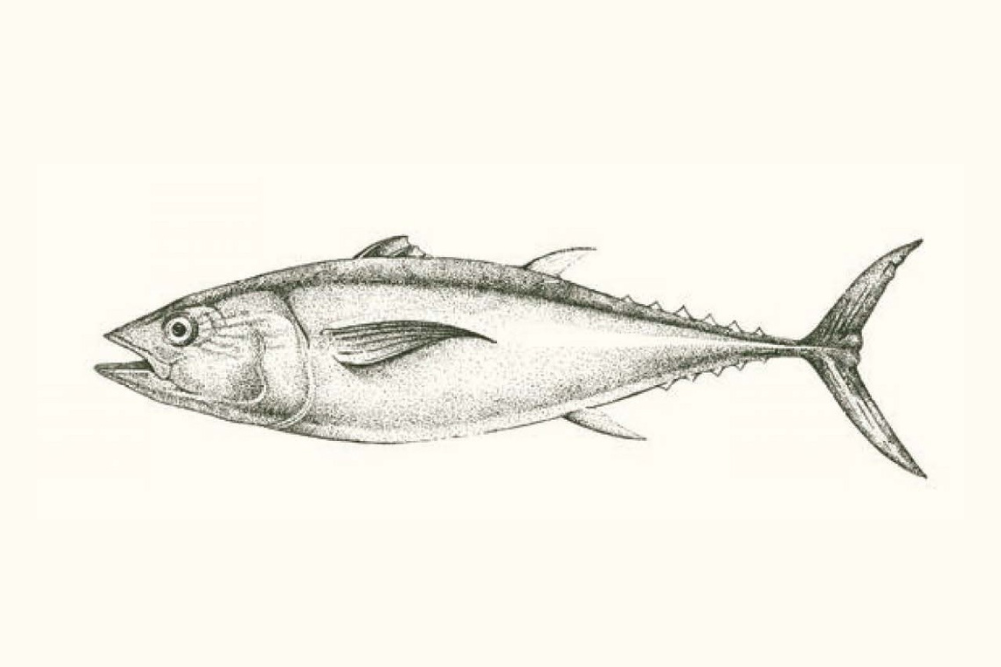 Aliments curatifs – Poisson